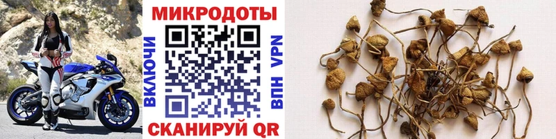наркота  Сурск  Псилоцибиновые грибы Cubensis 